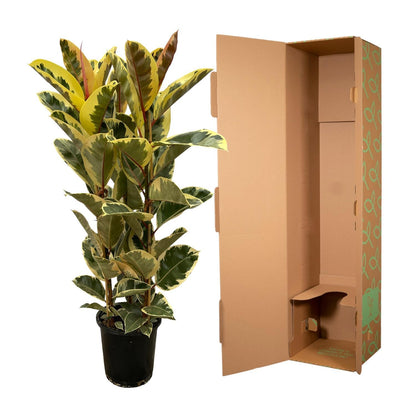 XL kamerplant - Ficus Elastica Tineke struik - Pot Ø 28cm Hoogte ↕ 140cm