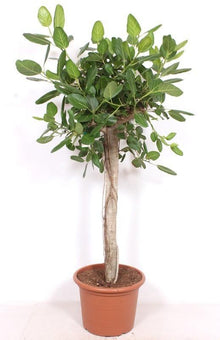 XL Kamerplant - Ficus Benghalensis Boom de Luxe - Hoogte ↕ 200cm