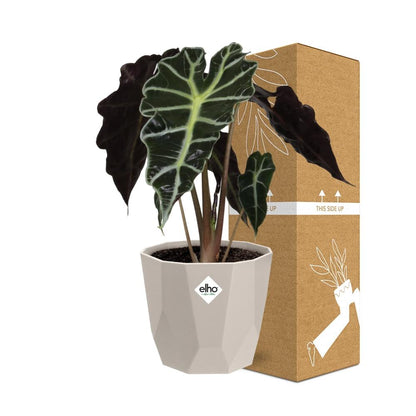 Kamerplant - Alocasia 'Polly' - Inclusief sierpot - Pot Ø 14cm