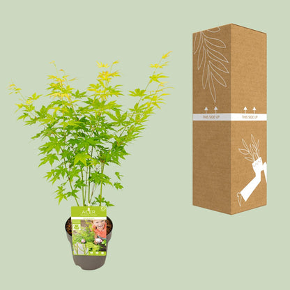 Buitenplant - Acer palmatum 'Going Green' - Pot Ø 15cm Hoogte ↕ 30cm