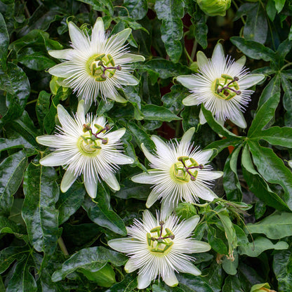 Buitenplant 2x Passiflora Avalanche - Bloeiend - Pot Ø 11cm Hoogte ↕ 40cm