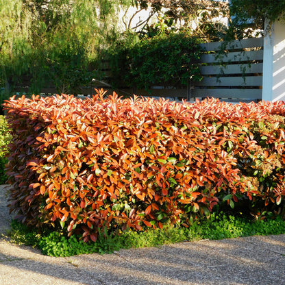 Buitenplant 8x Photinia 'Little Red Robin' - Groenblijvend - Pot Ø 9cm Hoogte ↕ 30-35cm