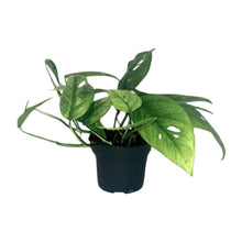 Kamerplant - Epipremnum Cebu Blue - Hangplant - Pot Ø 12cm Hoogte ↕ 20cm