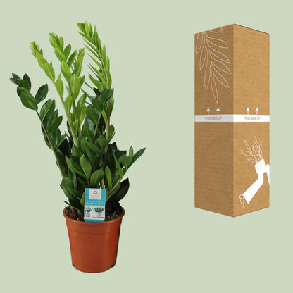 Kamerplant - Zamioculcas Zamiifolia - Pot Ø 17cm Hoogte ↕ 65cm
