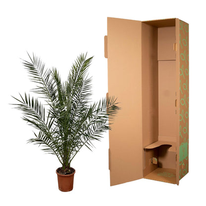 XL plant - Phoenix Canariensis - Pot Ø 24cm Hoogte ↕ 180cm