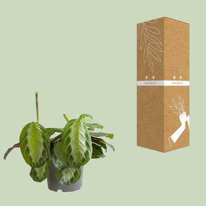 Kamerplant - Maranta Silver Band - Pot Ø 12cm Hoogte ↕ 30cm
