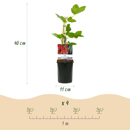 Buitenplant 3x Fruitplanten mix - Rode Bes, Rode Framboos, Zwarte Braam - Pot Ø 11cm Hoogte ↕ 40cm