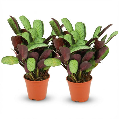 Kamerplant 2x Ctenanthe Amagris - Pot Ø 14cm Hoogte ↕ 25-35cm