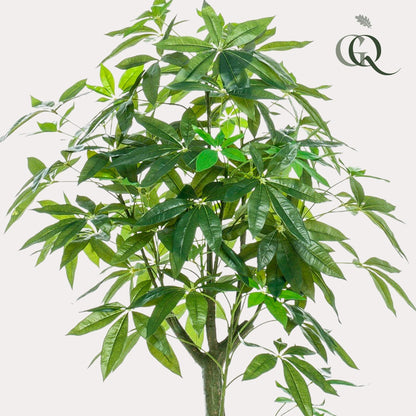 Kunstplant - Pachira Aquatica Geldboom - Hoogte ↕ 150cm