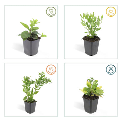Buitenplant 6x Aster ageratoides 'Ashvi' - Bloeiend - Pot Ø 9cm Hoogte ↕ 10-25cm