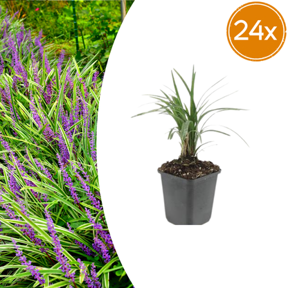 Buitenplant 24x Liriope muscari 'Moneymaker' - Pot Ø 9cm Hoogte ↕ 10-25cm