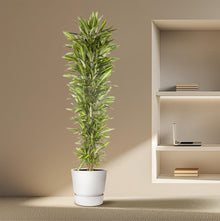 XL Kamerplant - Dracaena Cintho vertakt - Pot Ø 40cm Hoogte ↕ 210cm