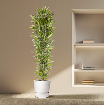 XL Kamerplant - Dracaena Cintho vertakt - Pot Ø 40cm Hoogte ↕ 210cm