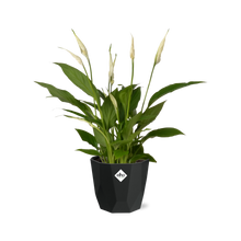 Kamerplant - Spathiphyllum Torelli - Inclusief sierpot - Pot Ø 12cm