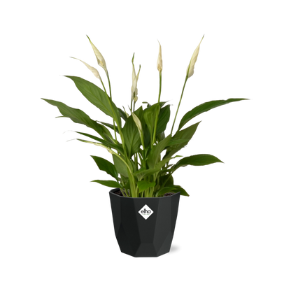 Kamerplant - Spathiphyllum Torelli - Inclusief sierpot - Pot Ø 12cm