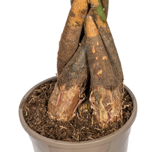 XL kamerplant - Pachira Aquatica - Pot Ø 24cm Hoogte ↕ 120-140cm