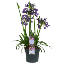 Buitenplant - Agapanthus 'Poppin Purple' - Bloeiend - Pot Ø 19cm Hoogte ↕ 30cm
