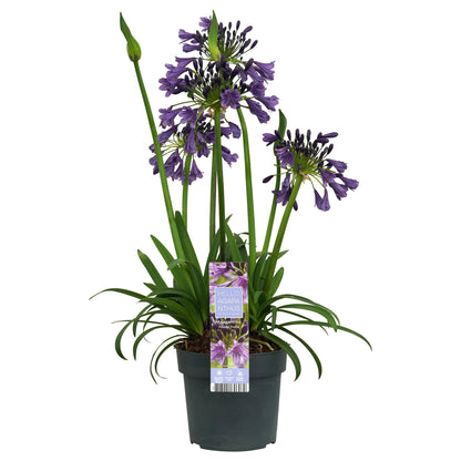 Buitenplant - Agapanthus 'Poppin Purple' - Bloeiend - Pot Ø 19cm Hoogte ↕ 30cm