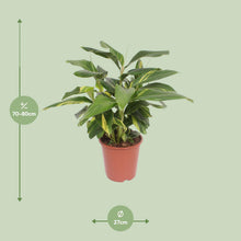 Kamerplant - Alpinia zerumbet Variegata - Pot Ø 27cm Hoogte ↕ 80cm
