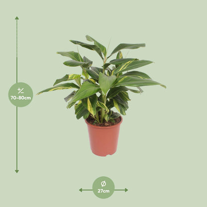 Kamerplant - Alpinia zerumbet Variegata - Pot Ø 27cm Hoogte ↕ 80cm