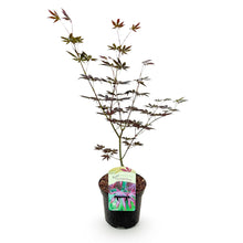 Buitenplant - Acer palmatum Trompenburg - Bladverliezend - Pot Ø 19cm Hoogte ↕ 70cm