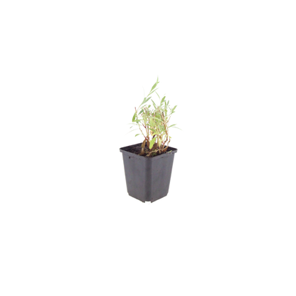 Buitenplant 12x Gaura lindheimeri - Bloeiend - Pot Ø 9cm Hoogte ↕ 10-25cm