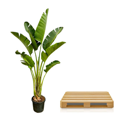 XL plant - Strelitzia Augusta - Pot Ø 45cm Hoogte ↕ 250cm