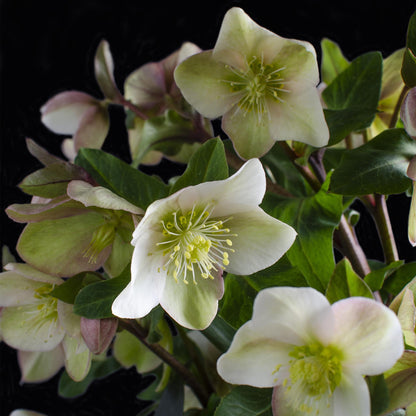 Buitenplant Helleborus 'Diamfire' - Groene bloem, groenblijvend, winterhard - Pot Ø 19cm Hoogte ↕ 40cm
