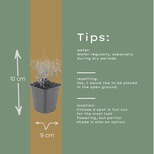 Buitenplant 48x Calamintha nepeta - Vaste plant - Pot Ø 9cm Hoogte ↕ 10-25cm