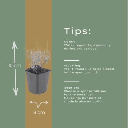 Buitenplant 48x Calamintha nepeta - Vaste plant - Pot Ø 9cm Hoogte ↕ 10-25cm