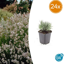 Buitenplant 24x Lavandula int. 'Edelweiss' - Bloeiend - Pot Ø 9cm Hoogte ↕ 10-25cm