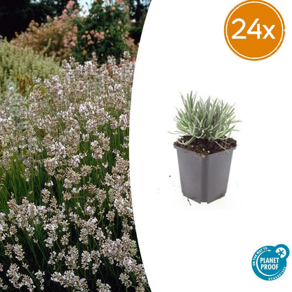 Buitenplant 24x Lavandula int. 'Edelweiss' - Bloeiend - Pot Ø 9cm Hoogte ↕ 10-25cm