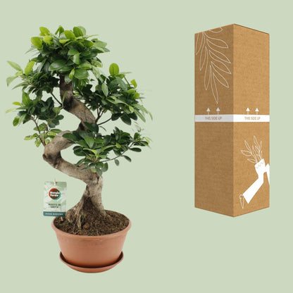 Kamerplant - Ficus Ginseng - Pot Ø 22cm Hoogte ↕ 60cm