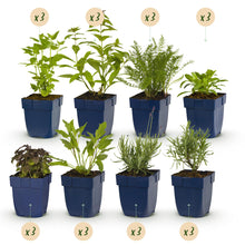 Buitenplant 24x Borderpakket Geurend - Vaste planten - Pot Ø 11cm Hoogte ↕ 10-25cm