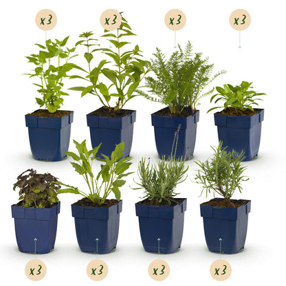 Buitenplant 24x Borderpakket Geurend - Vaste planten - Pot Ø 11cm Hoogte ↕ 10-25cm