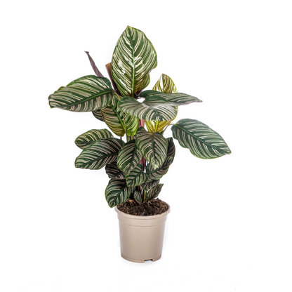 Kamerplant - Calathea Ornata Sanderiana - Pot Ø 17cm Hoogte ↕ 40-50cm