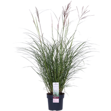 Buitenplant - Miscanthus sinensis Ferner Osten - Pot Ø 19cm Hoogte ↕ 50cm