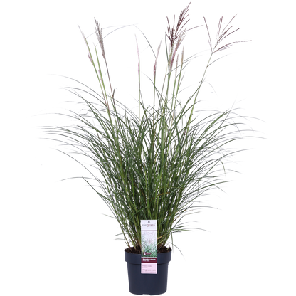 Buitenplant - Miscanthus sinensis Ferner Osten - Pot Ø 19cm Hoogte ↕ 50cm