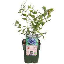 Buitenplant - Vaccinium corymbosum 'Reka' - Blauwe bes - Pot Ø 13cm Hoogte ↕ 45cm