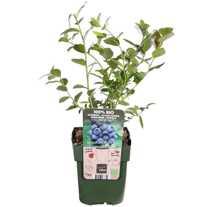 Buitenplant - Vaccinium corymbosum 'Reka' - Blauwe bes - Pot Ø 13cm Hoogte ↕ 45cm