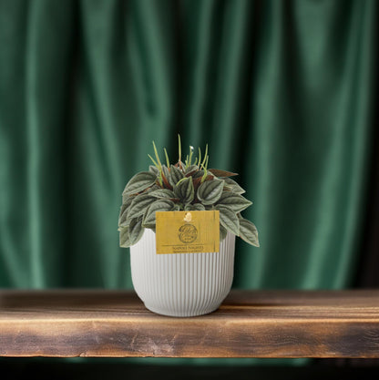 Kamerplant - Peperomia Napoli Nights - Pot Ø 10,5cm Hoogte ↕ 15cm
