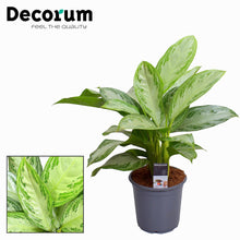 Kamerplant - Aglaonema Silver Bay - Pot Ø 21cm Hoogte ↕ 80cm