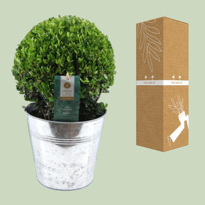 Buitenplant - Ilex Crenata 'Jenny' Ball - Winterhard - Pot Ø 19cm Hoogte ↕ 40cm