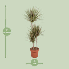 XL kamerplant - Dracaena Bicolor - Pot Ø 21cm Hoogte ↕ 120cm