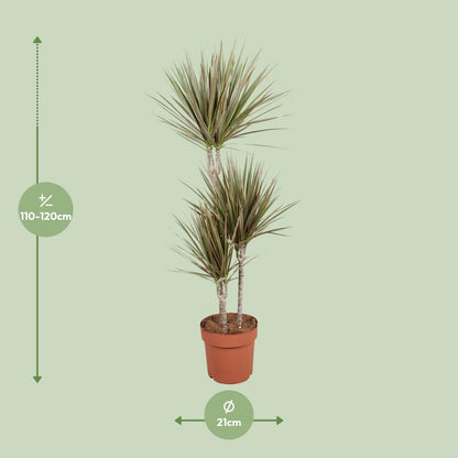 XL kamerplant - Dracaena Bicolor - Pot Ø 21cm Hoogte ↕ 120cm