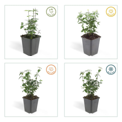Buitenplant 6x Euonymus fortunei radicans - Groenblijvend - Pot Ø 9cm Hoogte ↕ 10-25cm