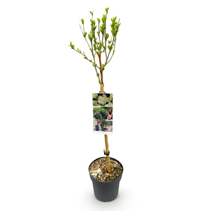 Buitenplant - Hibiscus syriacus 'White Chiffon®' op stam - Bloeiend - Pot Ø 19cm Hoogte ↕ 90cm