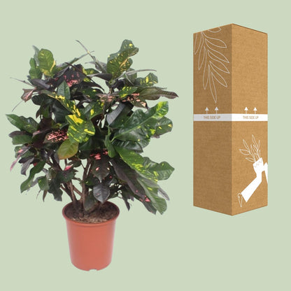 Kamerplant - Codiaeum Magnificent (Croton) - Pot Ø 27cm Hoogte ↕ 110cm