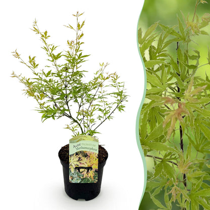 Buitenplant Acer palmatum 'Metamorphosa' - Japanse Esdoorn Groen - Bladverliezend - Pot Ø 19cm Hoogte ↕ 70cm