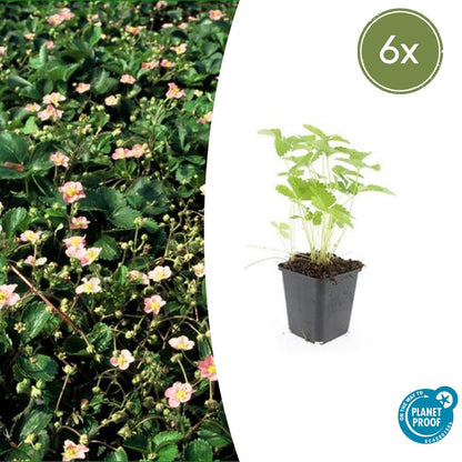 Buitenplant 6x Fragaria vesca - Bloeiend - Pot Ø 9cm Hoogte ↕ 10-25cm
